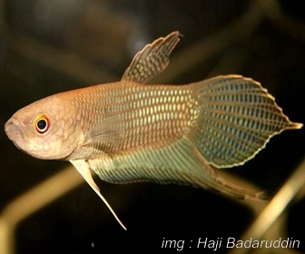 Jenis Ikan Cupang Spesies Betta Ibanorum Jenis Ikan Cupang Spesies Betta Ibanorum