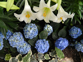 Allan Gardens Conservatory Easter Flower Show  white lillies blue hydrangeas by garden muses: a Toronto gardening blog