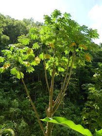 Papaya tree at Diamond Botanical Gardens Soufriere St. Lucia by garden muses-not another Toronto gardening blog