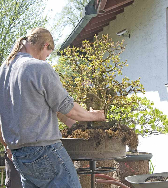 Walter Pall Bonsai Adventures hollow field maple 4 repotted
