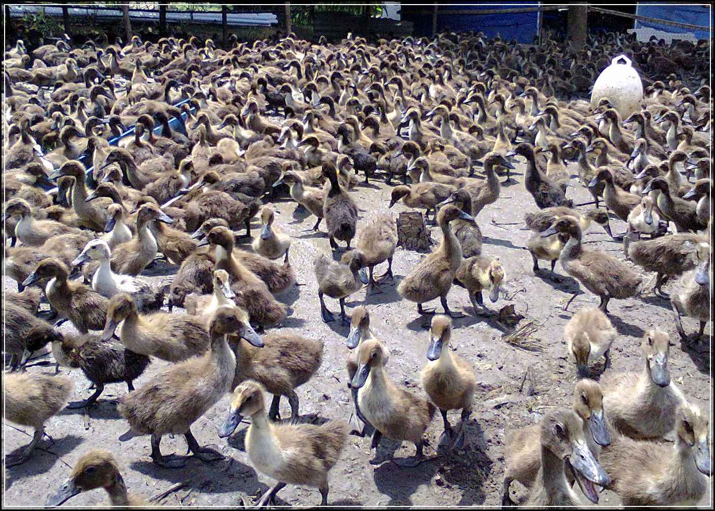 600 Gambar Bebek Banyak HD 600 Gambar Bebek Banyak HD