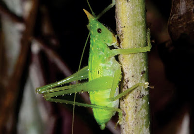 Mayacephalus_dickmanorum-novataxa_2016-C