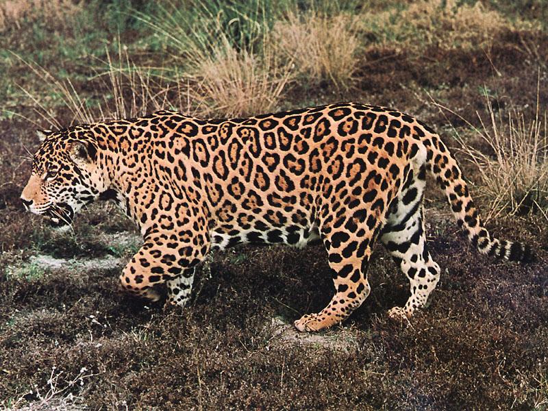 Animal Free Wallpapers: Animal Jaguar Free Wallpapers