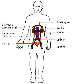 Aparato Excretor Imagen del Aparato excretor en el cuerpo humano y señalando partes