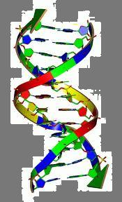 DNA+de+jack+Brown.jpg