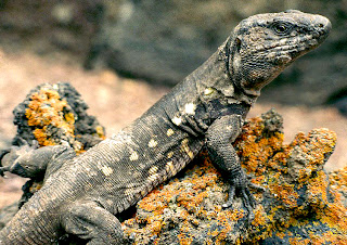 Resultado de imagen de lagarto gigante del Hierro