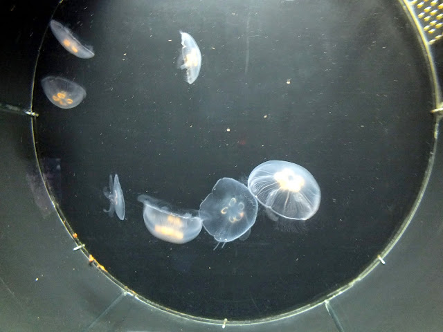 medusas en el acuario de Barcelona