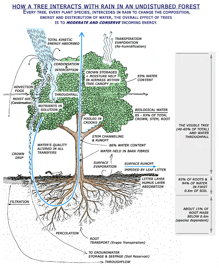Expedition Earth How a tree interacts with rain