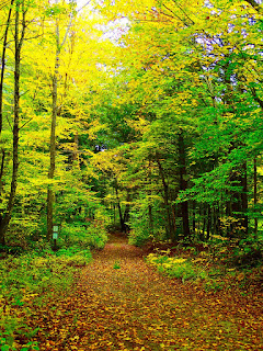 Fall Foliage on Vermont Country Road in Fall Fall Foliage on Vermont Country Road in Fall