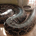 (Video): See the Mighty, Long and Massive 'Anaconda; Snake Killed In Alagbole, Ogun State