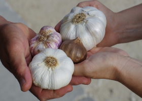 Holding food with clean hands. Holding food with clean hands.
