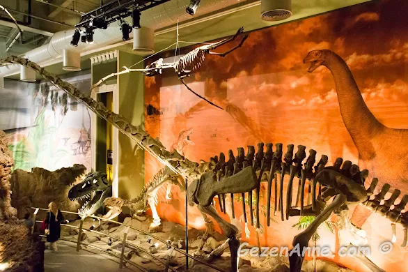 müzede sergilenen dinozor iskeletleri, Jurassic Land İstanbul