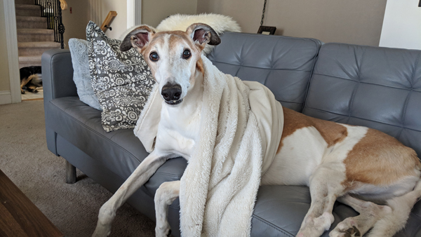 image of Dudley the Greyhound sitting on the couch with a blanket draped around his neck, looking at me with a goofy expression on his face