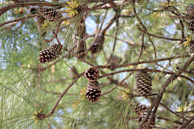 Spring growth
