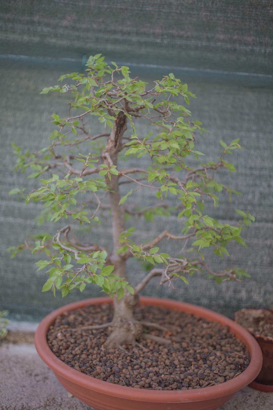 Latko Bonsai April 2016 Latko Bonsai April 2016