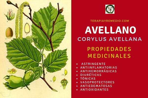 Las propiedades del Avellano en medicina se empleado como astringente, diurético, tónico