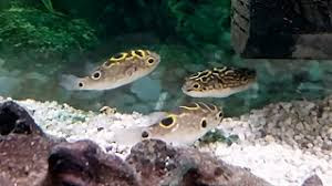 Pez Globo, Puffer Pez Globo, Puffer