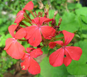 Mysore Trip (Oct 2012)Awesome Flower Pictures