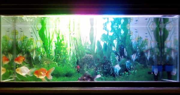 Cara Menjaga Kaca Akuarium Agar Tetap Bening Dan Jernih