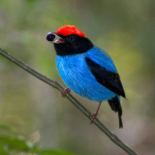 Manakin Birds News And FactsImages All Wildlife Photographs