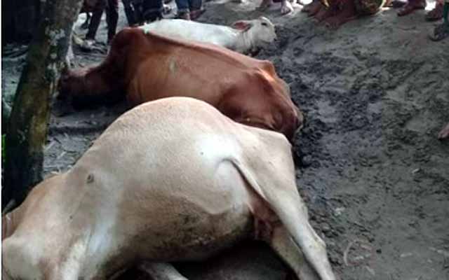 Three cows die in lightning in Madarganj in Jamalpur মাদারগঞ্জে বজ্রপাতে ৩ গরুর মৃত্যু