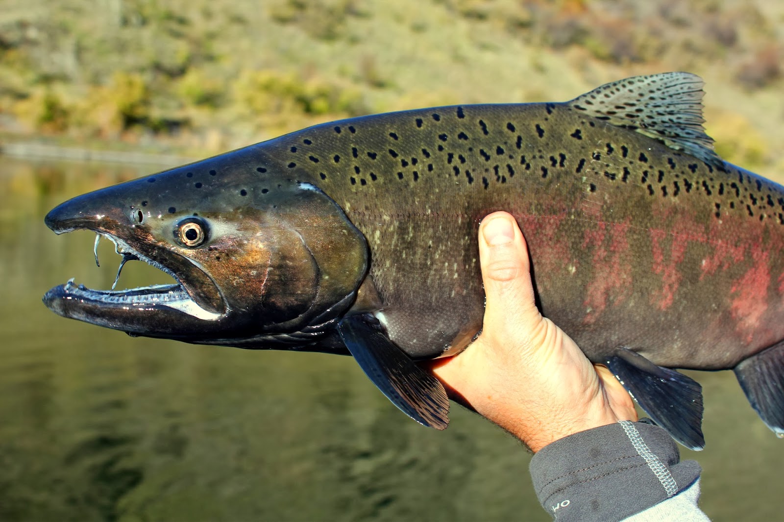 Low calorie salmon recipes picture