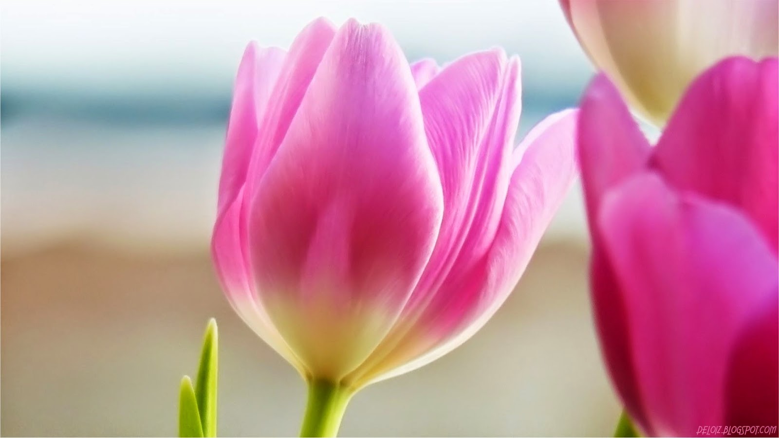 WALLPAPER ANDROID IPHONE Wallpaper Bunga  Tulip  Pink