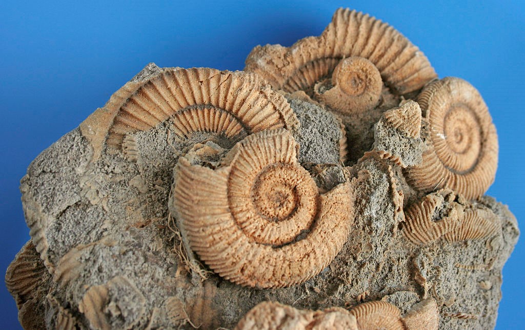 Darwin y Wallace breve historia de la Teoría de la Evolución entre