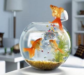 Cara Merawat Ikan Cupang Untuk Pemula https://www.faktapopuler.com/2018/12/cara-merawat-ikan-cupang-untuk-pemula.html