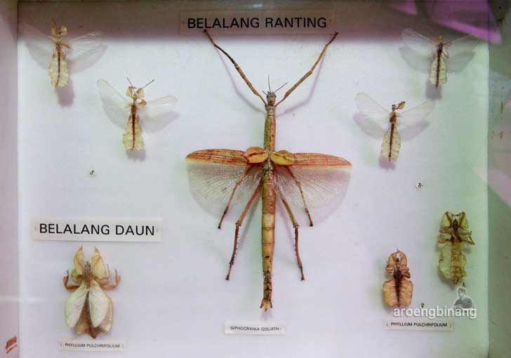 museum serangga dan taman kupu-kupu tmii