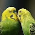 Love birds enjoy quiet time