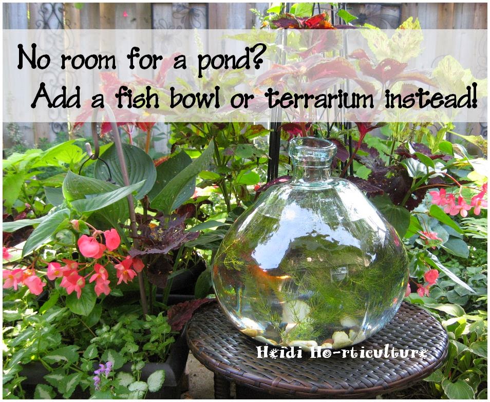 Heidi Horticulture Fish Bowl In The Garden