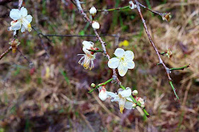 Plum blossoms on a winter day