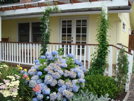 Mille Fiori Favoriti A Hydrangea Summer