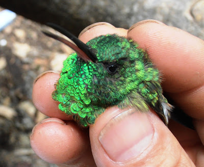 hummingbirds Nicaragua
