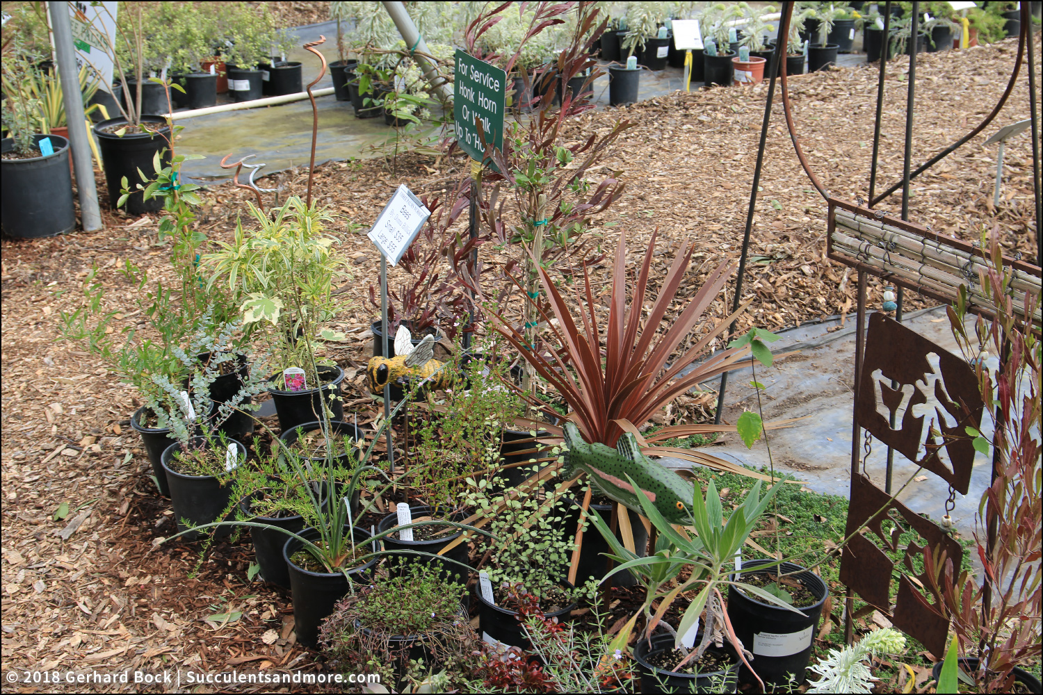 Succulentore Three Palms Nursery A Horticultural Treasure A Teaser Of What You Can Expect To Find As Walk Through The Nursery