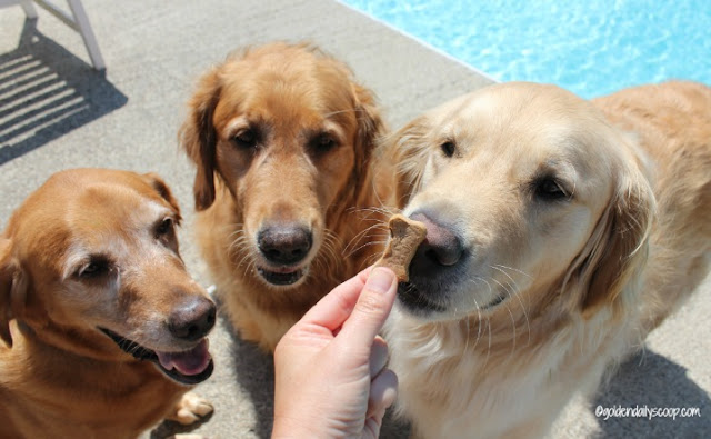 golden retriever dogs eating a cookie by the pool