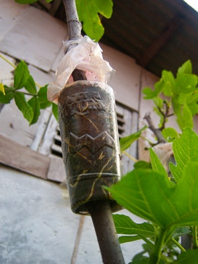 Contoh Makalah Tentang Tumbuhan Generatif dan Tumbuhan Vegetatif