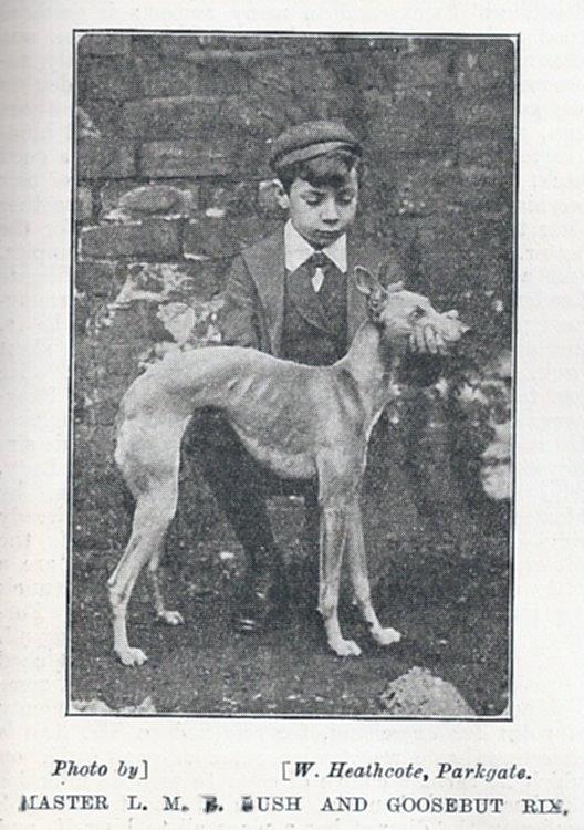 Whippet History References Goosebut Rix