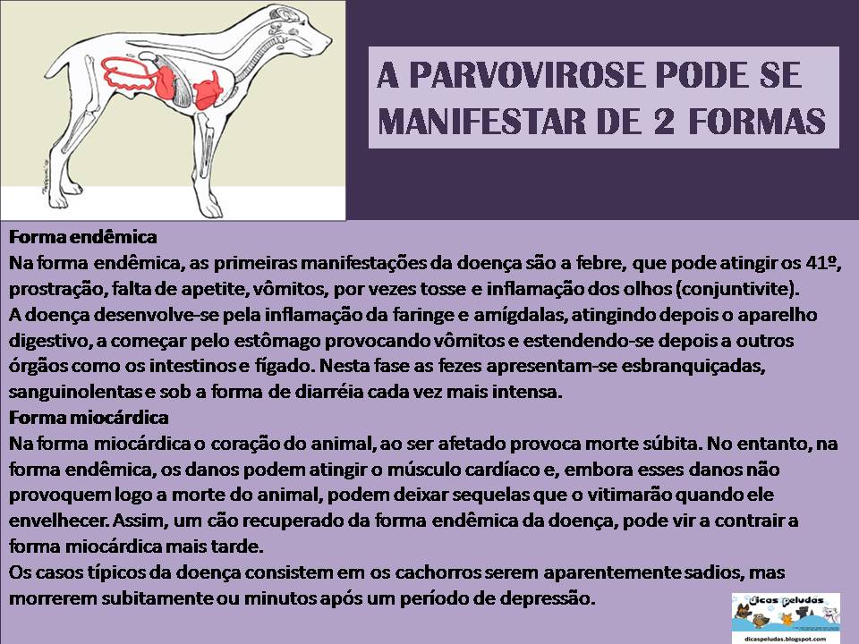 DICAS PELUDAS PARVOVIROSE