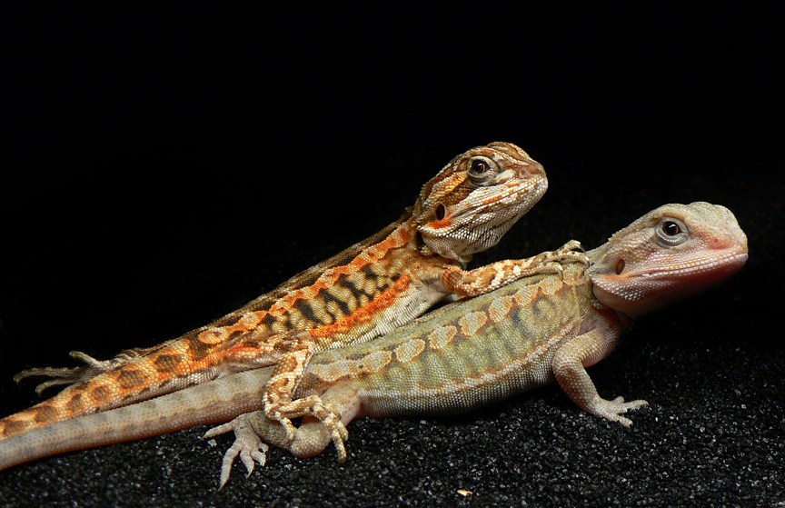 citrus-leatherback-bearded-dragon-enclosure.jpg