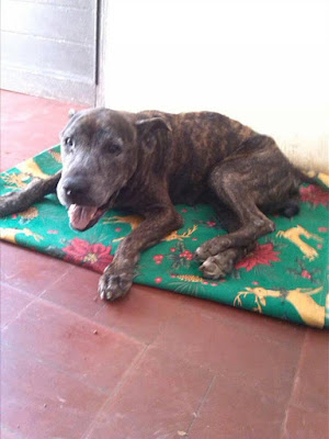animal rescate animal