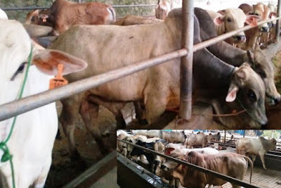 peternakan sapi perah bogor produsen susu sapi murni segar
