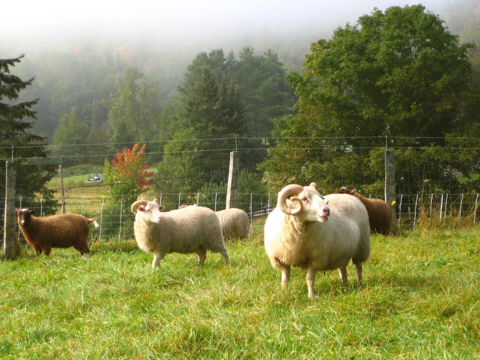Old Home Crawford Farm For Sale