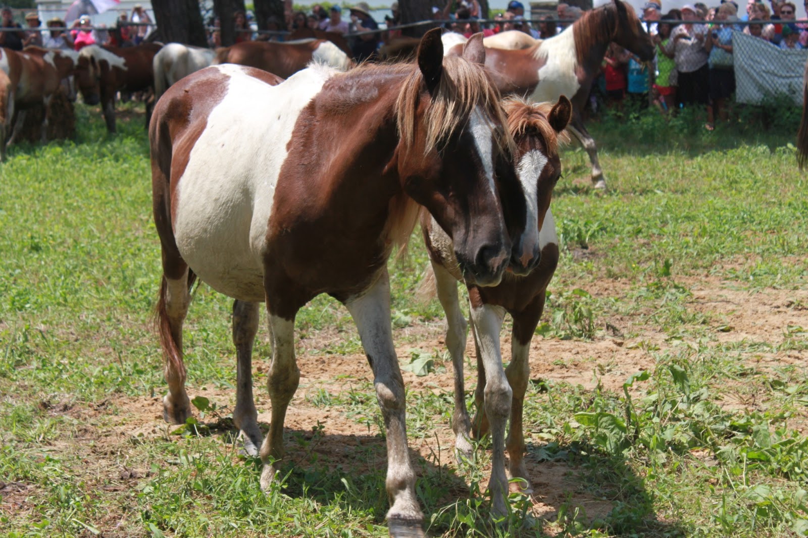 Pony Penning Day