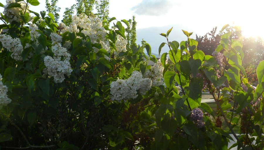 White Spring Lilacs: Elise Engh