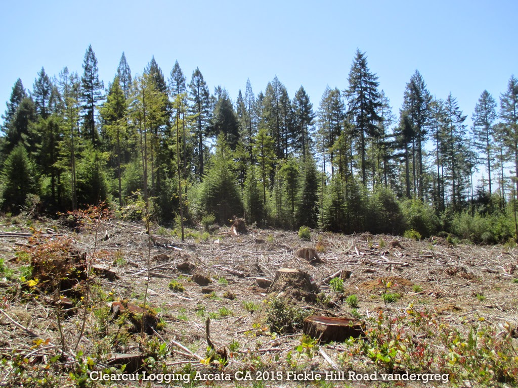  logging near Arcata, CA on Fickle Hill Road
