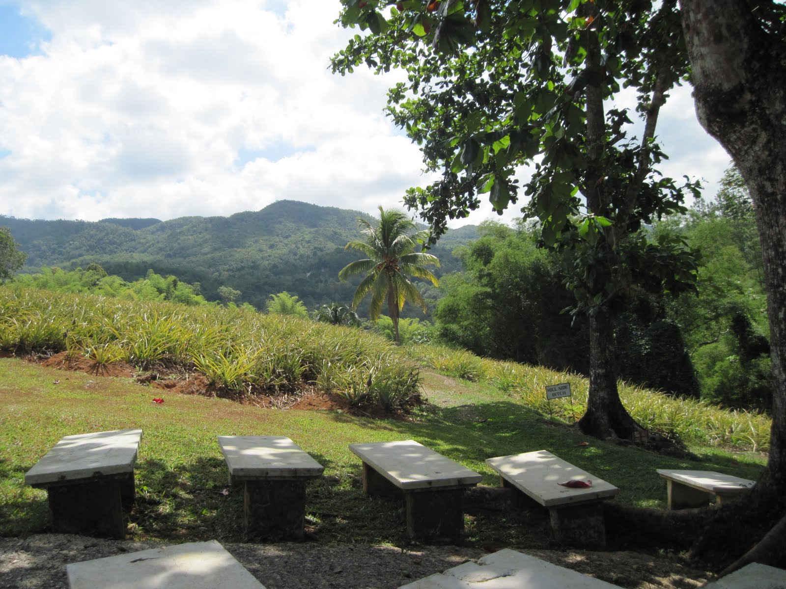 Smith's Jamaican Mission Pineapple Plantation