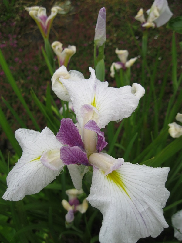 Japanese Iris plants for koi pond uk