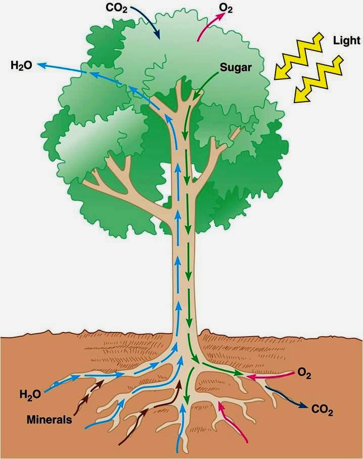 Движение воды в листьях. Передвижение веществ у растений. Движение веществ от корня к листьям. Поступление воды в растение схема. Движение воды в растении.